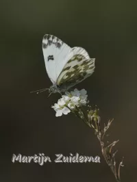 Oostelijk resedawitje [Pontia edusa]